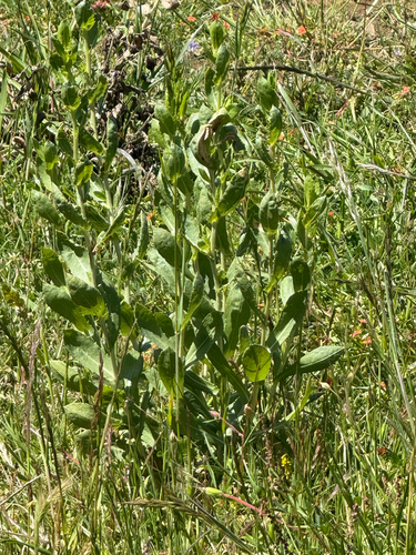 iNaturalist observation photo of Dicots
