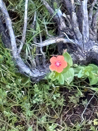 iNaturalist observation photo of scarlet pimpernel