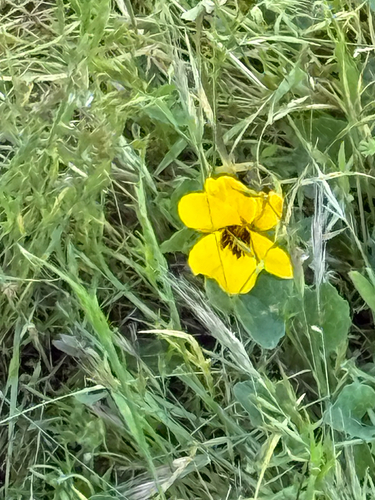 iNaturalist observation photo of California Golden Violet