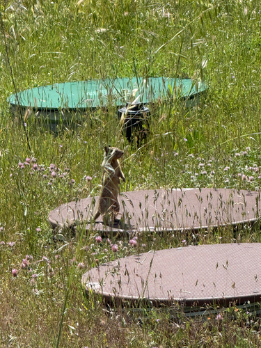 iNaturalist observation photo of California Ground Squirrel