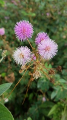 Mimosa albida