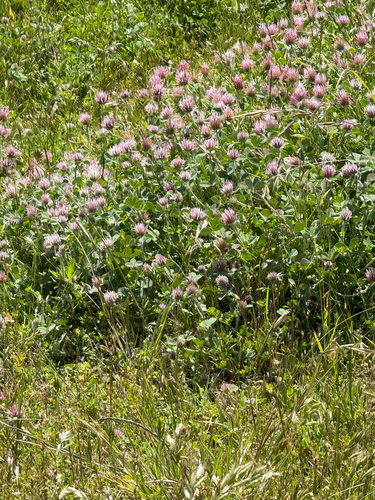 iNaturalist observation photo of Rose Clover
