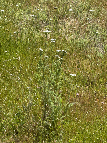 iNaturalist observation photo of common yarrow
