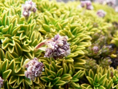 Valeriana alypifolia