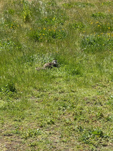 iNaturalist observation photo of California Ground Squirrel