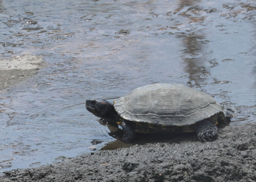Trachemys scripta elegans