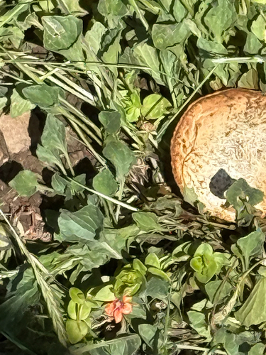 iNaturalist observation photo of Common Gilled Mushrooms and Allies