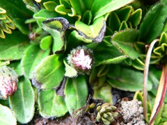 Erigeron ecuadoriensis