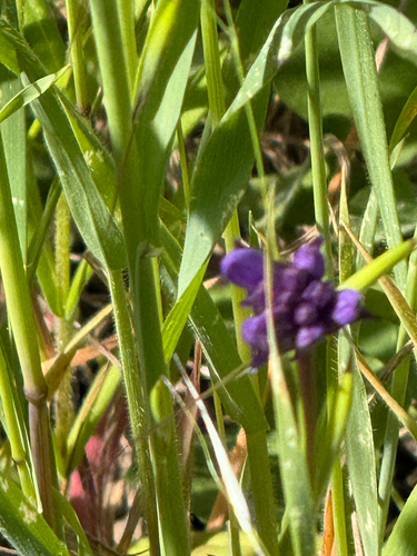 iNaturalist observation photo of Brodiaea subfamily