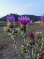Cirsium rhaphilepis