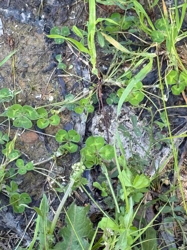 iNaturalist observation photo of Subterranean Clover
