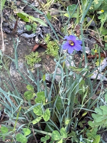 iNaturalist observation photo of western blue-eyed grass