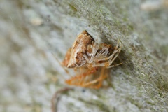 Cryptachaea meraukensis