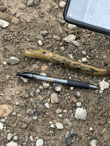 iNaturalist observation photo of Button's Banana Slug