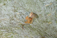 Cryptachaea meraukensis