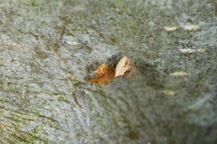 Cryptachaea meraukensis