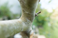 Cryptachaea meraukensis