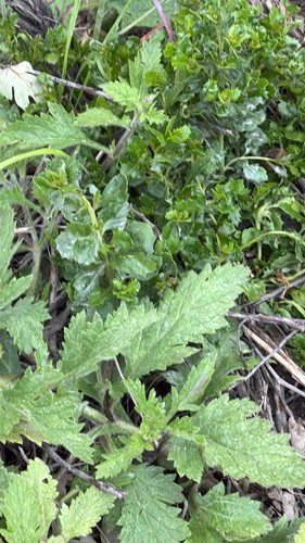 iNaturalist observation photo of coyote brush