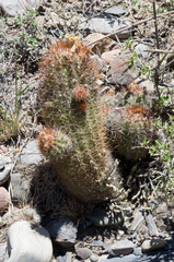 Parodia ayopayana