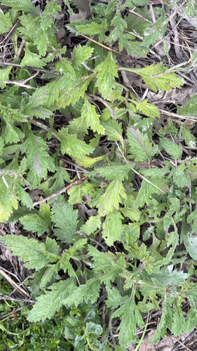 iNaturalist observation photo of western vervain