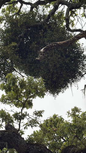 iNaturalist observation photo of oak mistletoe
