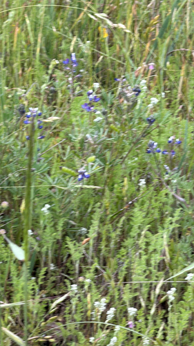iNaturalist observation photo of Sky Lupine
