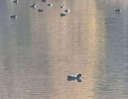 Eurasian Coot
