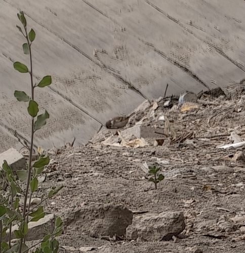 Eurasian Tree Sparrow