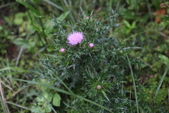 Cirsium japonicum australe