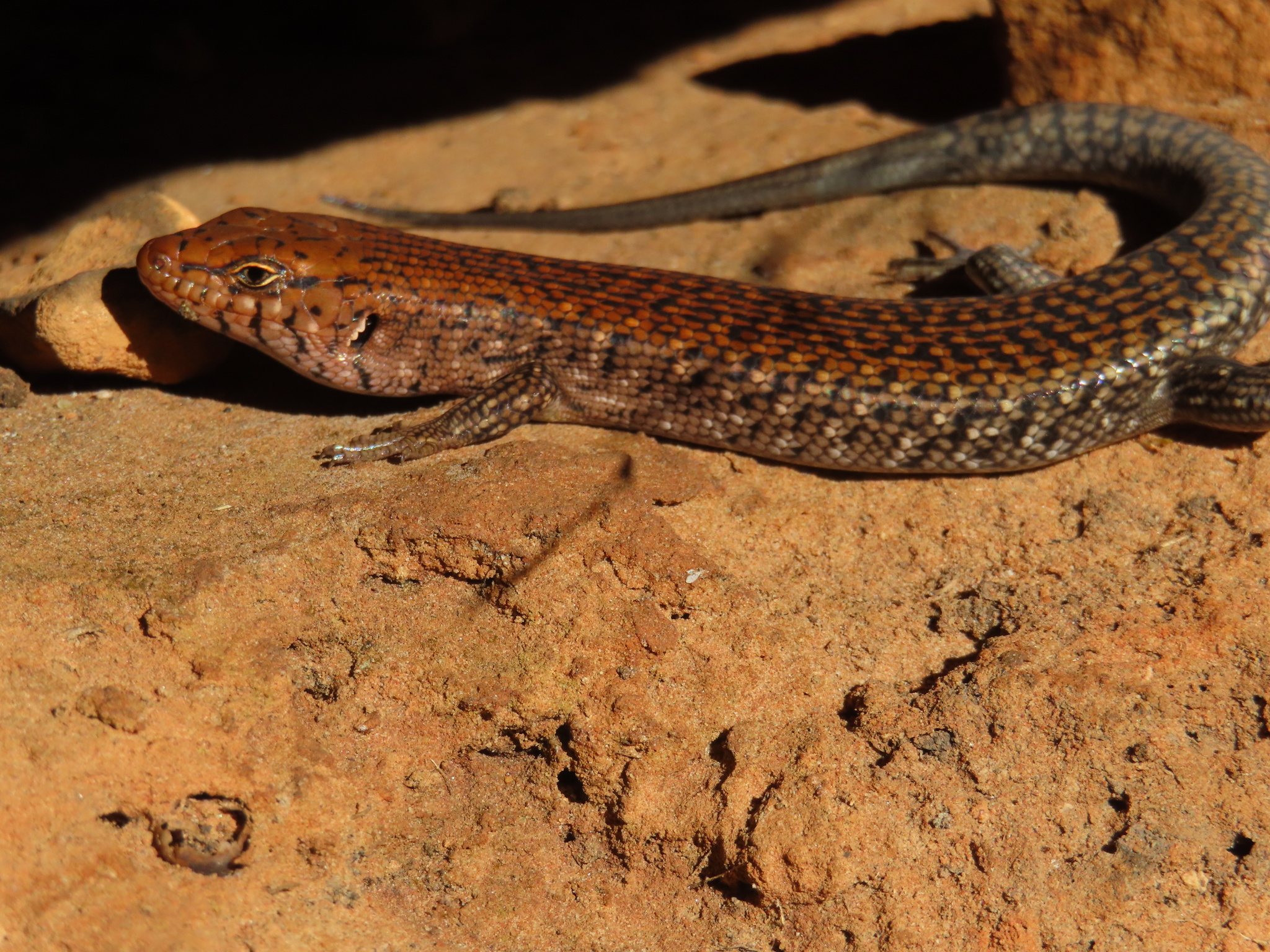 Centralian Ranges Rock-Skink photo 6