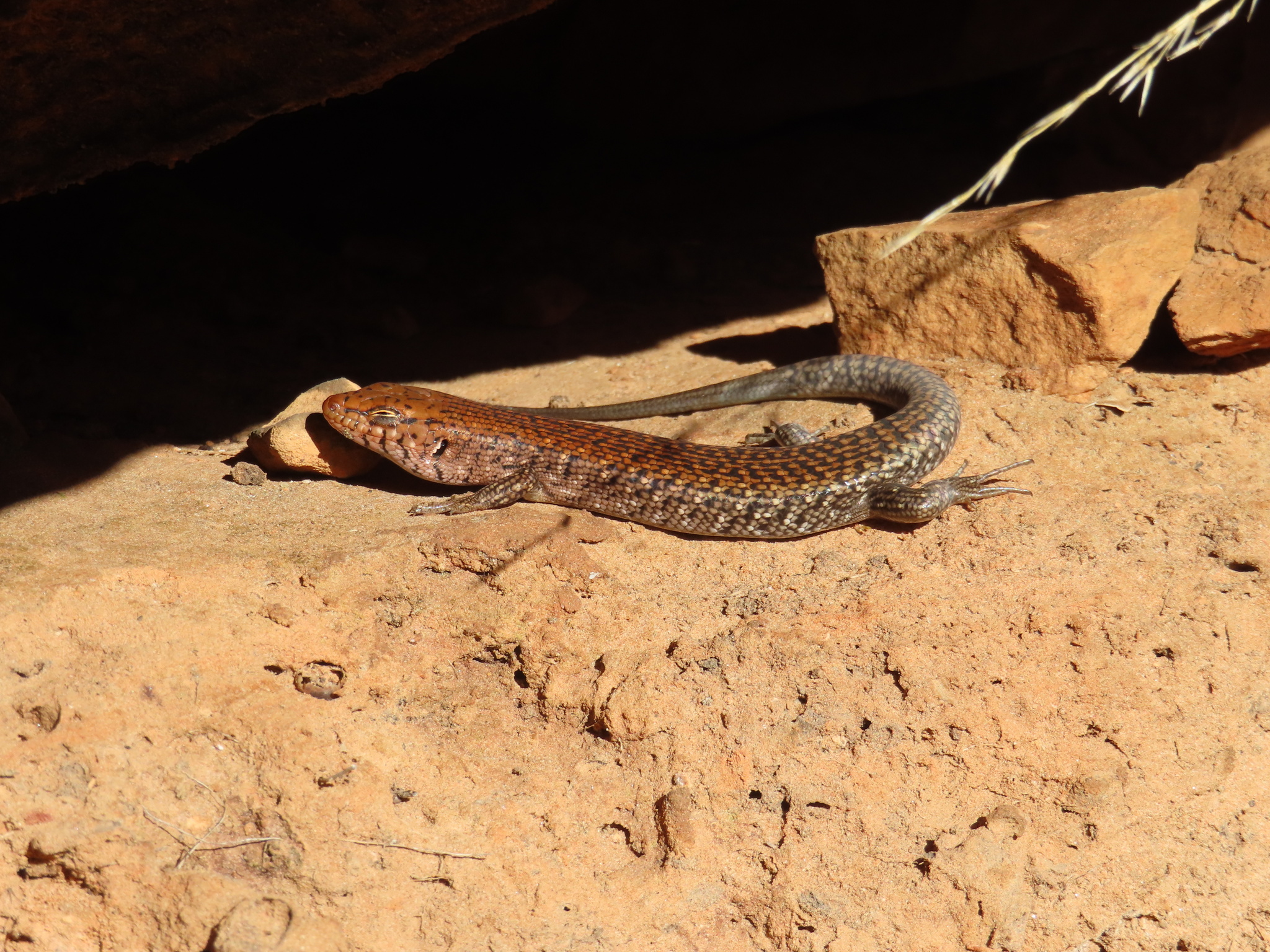 Centralian Ranges Rock-Skink photo 7