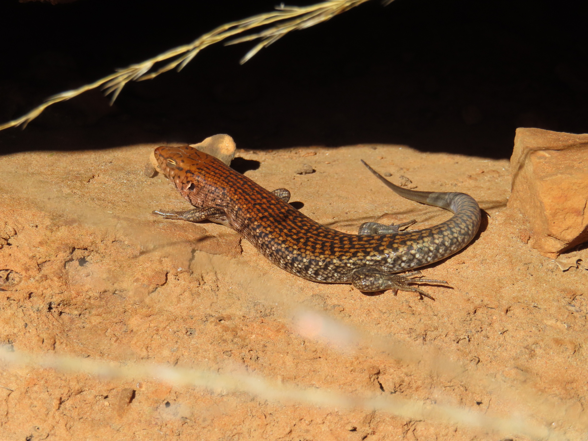 Centralian Ranges Rock-Skink photo 8