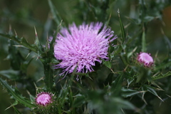 Cirsium japonicum australe