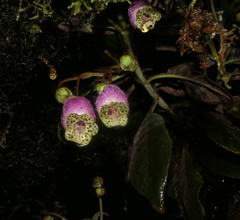 Kohleria affinis
