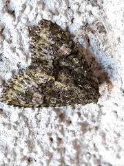 Phosphila miselioides