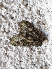 Phosphila miselioides