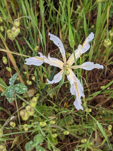 Iris macrosiphon, photograph 5
