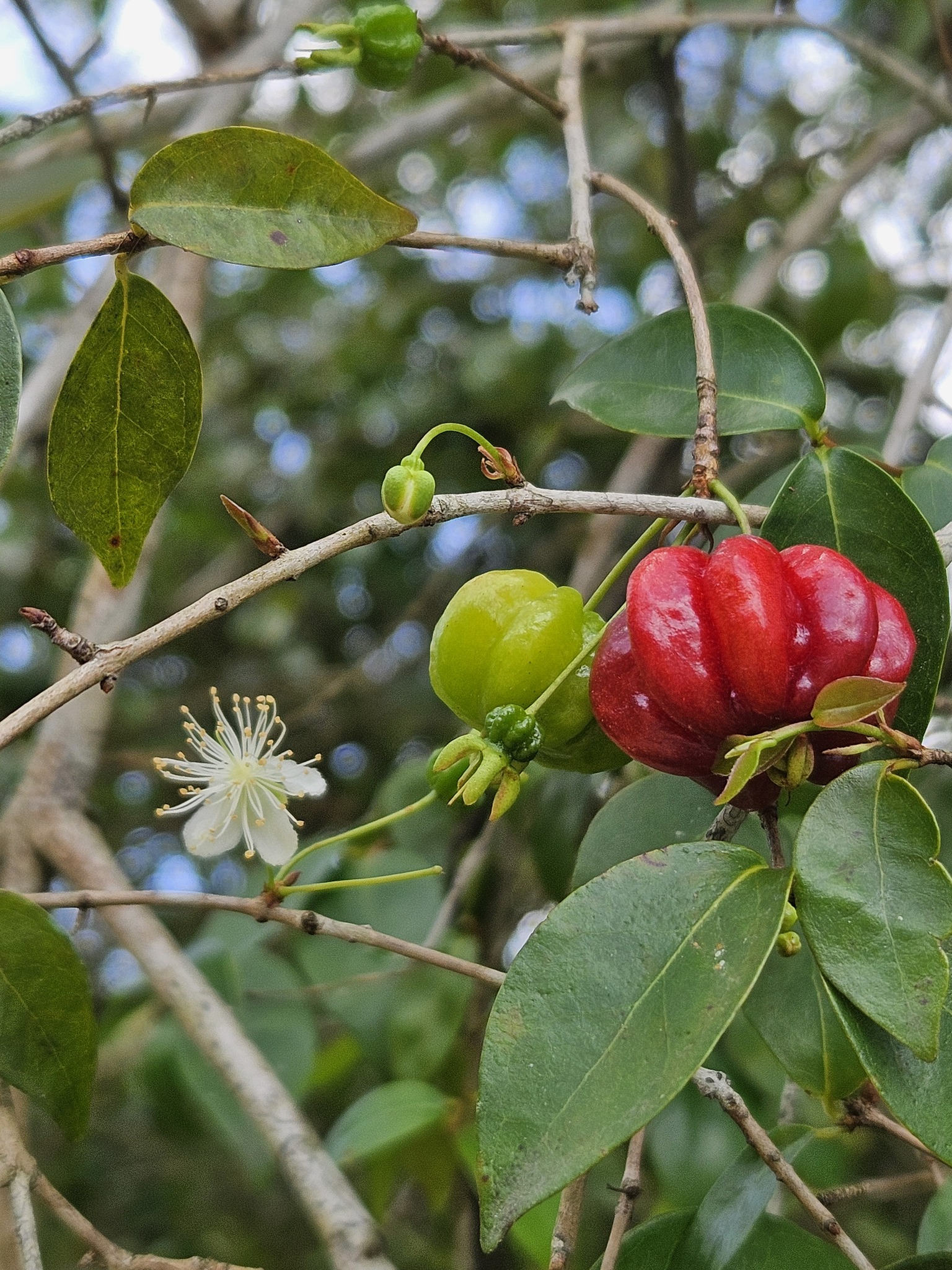 Eugenia uniflora