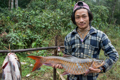 Assam Mahseer photo 5