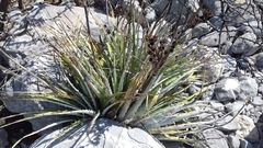 Hechtia texensis