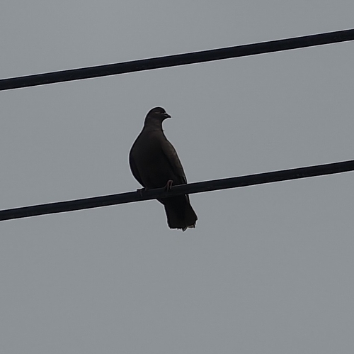 Feral Pigeon