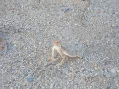 Phrynosoma goodei