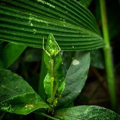 Orthoptera