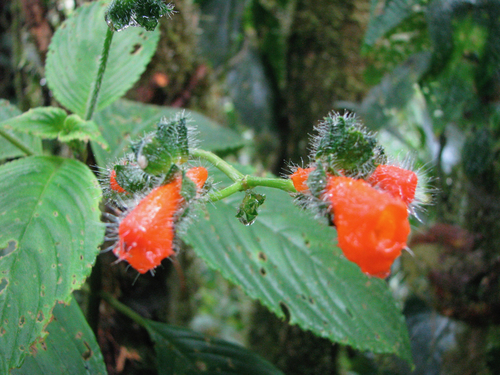 Gasteranthus imbaburensis