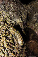 Istiblennius dussumieri