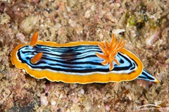 Chromodoris hamiltoni