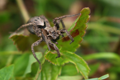 Alopecosa inquilina