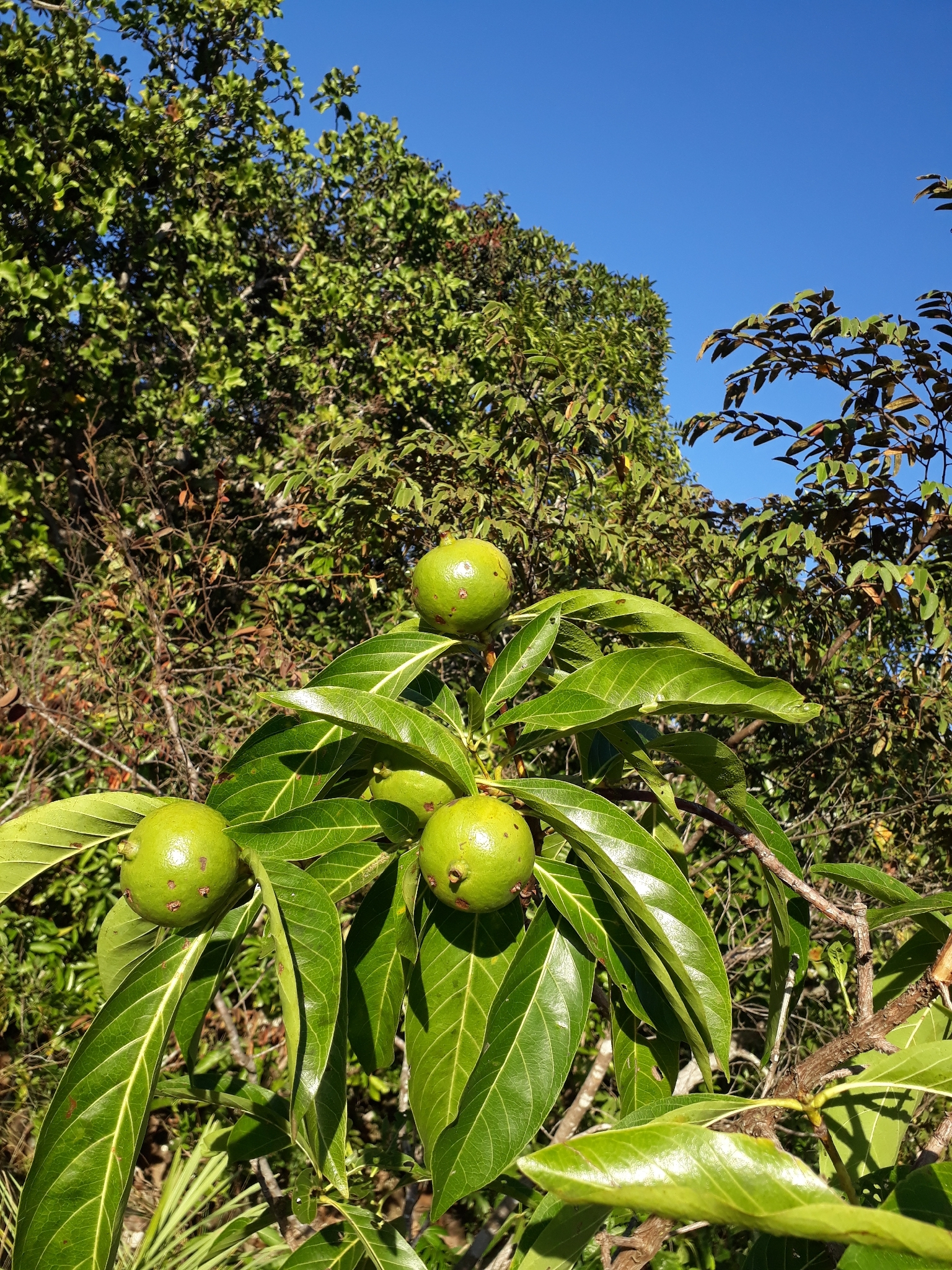 Alibertia edulis
