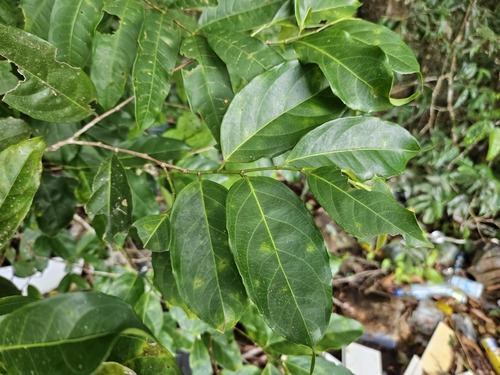 Lacistema aggregatum observed 2026-04-27