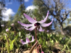 Erythronium hendersonii